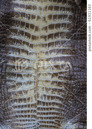 Crocodile skin texture closeup shot part of the back. 61931163