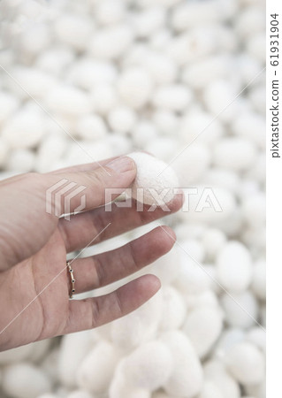 closeup hand holding a silkworm cocoon 61931904