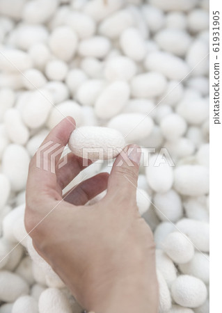 closeup hand holding a silkworm cocoon 61931905
