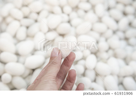 closeup hand holding a silkworm cocoon 61931906