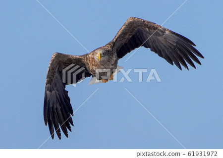 白鷹 白鷹 61931972