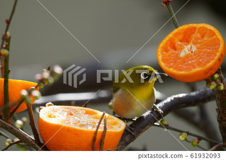 Mejiro / Plum / Tsubomi / 2020 / January / Ehime oranges are delicious Mejiro / Plum / Tsubomi / 2020 / January / Ehime oranges are delicious 61932093