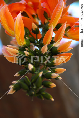 Orange flower 61932205