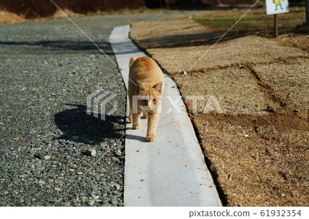 Cats, stray cats, tea tigers, char-bos, campsites, 2020, January, clear weather, relaxing Cats, stray cats, tea tigers, char-bos, campsites, 2020, January, clear weather, relaxing 61932354