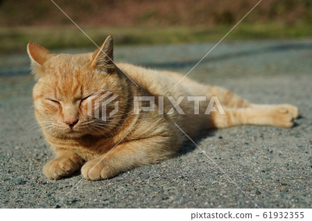 Cats, stray cats, tea tigers, char-bos, campsites, 2020, January, clear weather, relaxing Cats, stray cats, tea tigers, char-bos, campsites, 2020, January, clear weather, relaxing 61932355