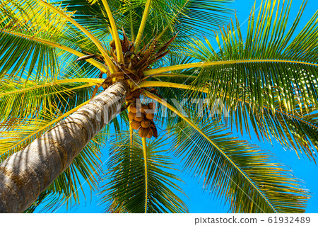 Coconut palm trees beautiful tropical background. 61932489