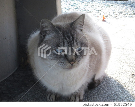 Blue eyes cat 61932549