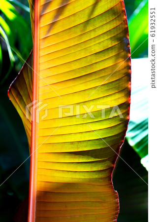 Tropical banana leaf texture, large palm foliage on sunlight background. 61932551