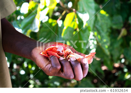 African young man holding exotic plant on tropical summer background. African young man holding exotic plant on tropical summer background. 61932634