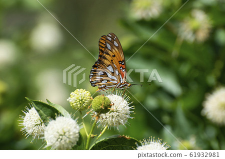 Profile of beautiful orange Gulf Fritillary Profile of beautiful orange Gulf Fritillary 61932981