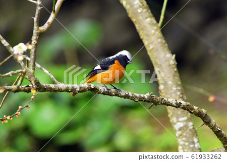 Redstart bird migratory bird Redstart bird migratory bird 61933262