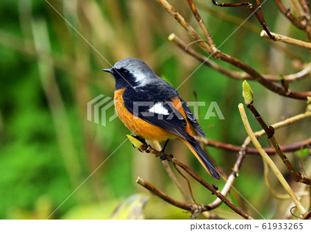 Jaubitaki野生鳥類 Jaubitaki野生鳥類 61933265