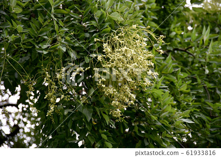 蕨花 蕨花 61933816