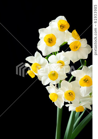 Narcissus 61933985