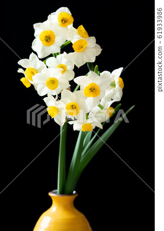 Narcissus Narcissus 61933986