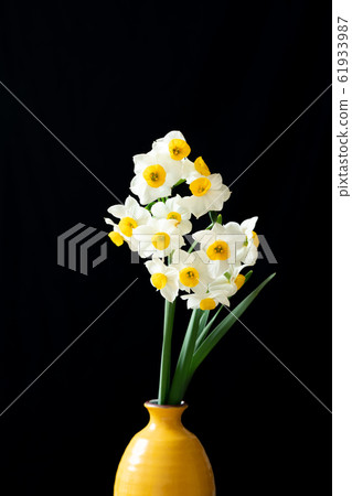 Narcissus Narcissus 61933987