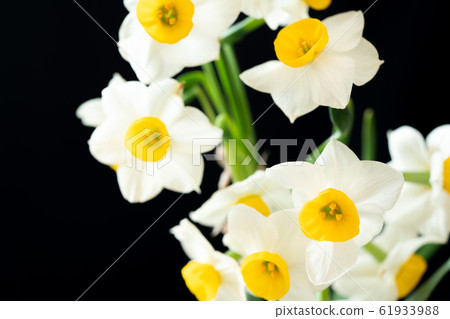 Narcissus Narcissus 61933988