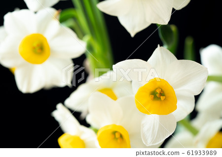 Narcissus Narcissus 61933989