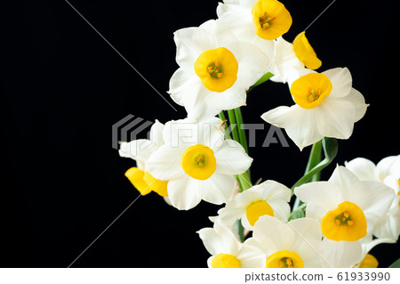 Narcissus Narcissus 61933990