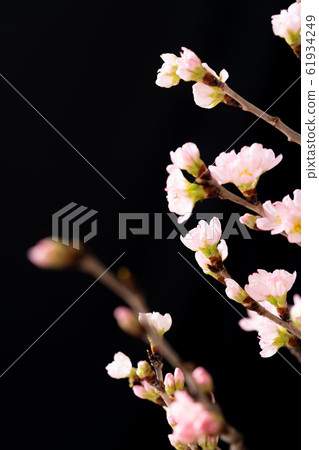 Cherry Blossoms	 61934249