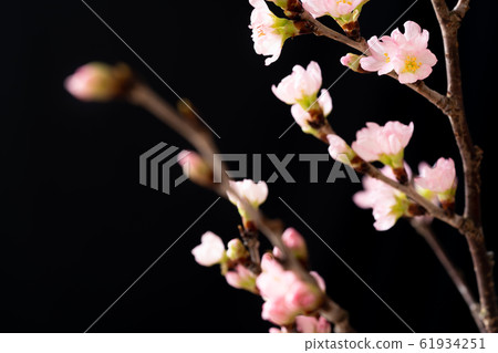 櫻桃樹 櫻桃樹 61934251