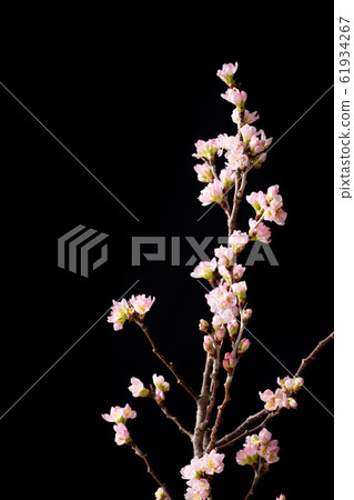 櫻桃樹 櫻桃樹 61934267