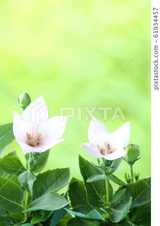 淡粉色背景 61934457