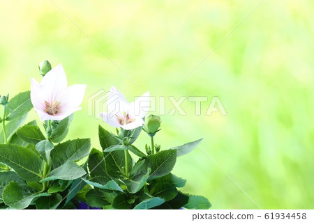 淡粉色背景 61934458