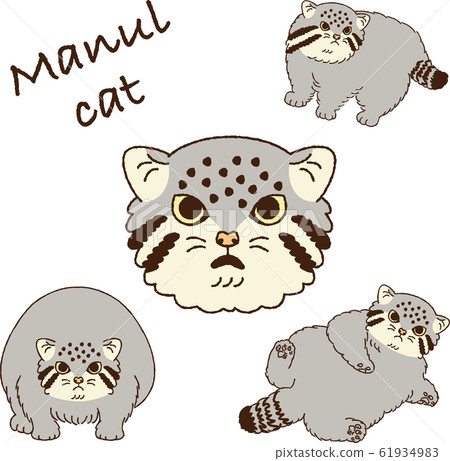 Illustration of manul cat 61934983