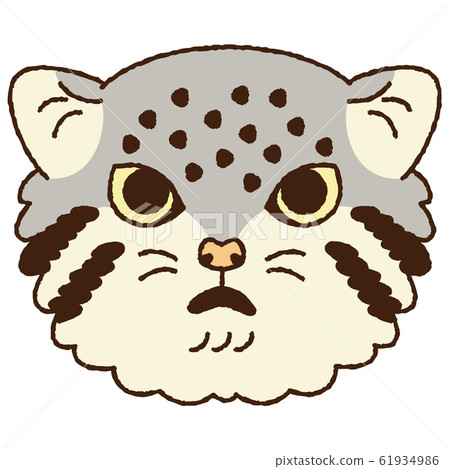 Manul cat face face front 61934986
