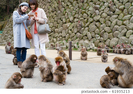 女子冬季旅行(與高崎山自然動物園合作) 女子冬季旅行(與高崎山自然動物園合作) 61935213