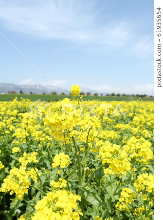 Shinshu Iiyama rape field Shinshu Iiyama rape field 61935654