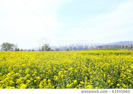 信州飯山油菜田 61935660