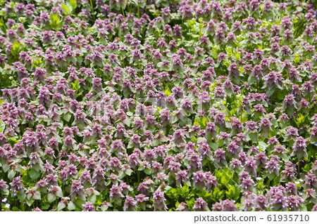 Himeodoricosoum Himeodoricosoum 61935710