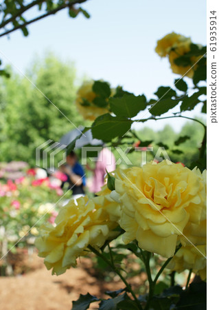Tottori Four seasons walk Spring Flower Corridor 61935914