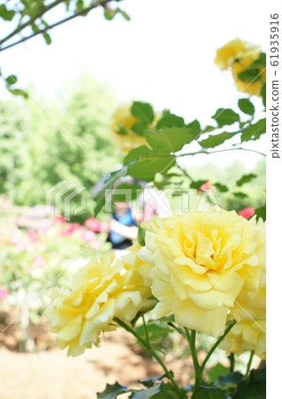 Tottori Four seasons walk Spring Flower Corridor 61935916