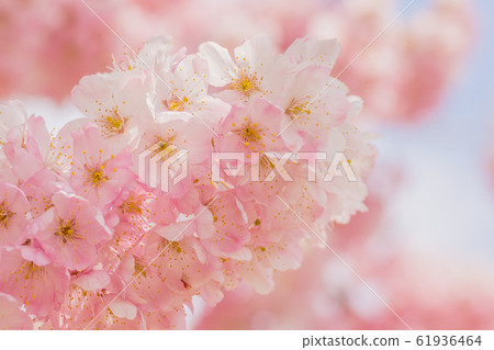 櫻花 櫻花 61936464