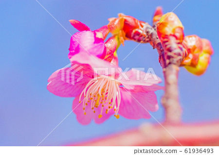 Cherry Blossoms Cherry Blossoms 61936493