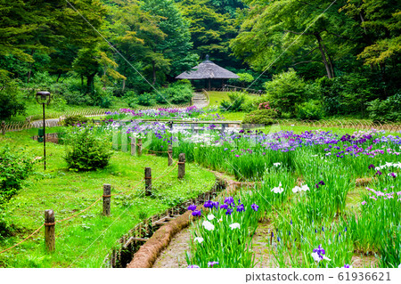 東京明治神宮御苑虹膜 東京明治神宮御苑虹膜 61936621