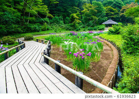 Tokyo Meiji Shrine Gyoen Iris 61936623