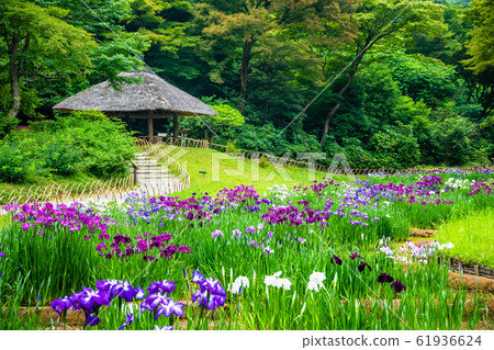 Tokyo Meiji Shrine Gyoen Iris Tokyo Meiji Shrine Gyoen Iris 61936624