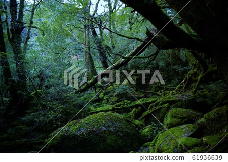 屋久島森林 61936639