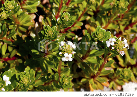 在“ Hamashiko”海岸上生長的海灘植物 61937189
