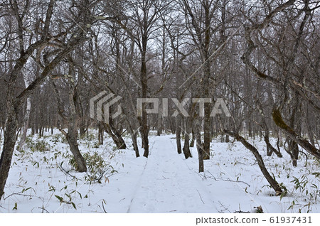 Senjogahara in winter 61937431