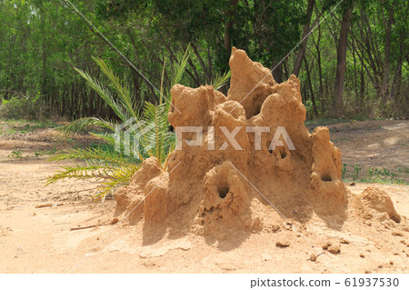 India_A與蟻丘的景色 India_A與蟻丘的景色 61937530