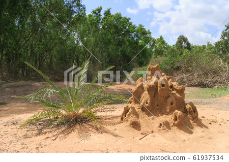 India_A view with an anthill India_A view with an anthill 61937534
