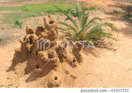 India_A view with an anthill India_A view with an anthill 61937537