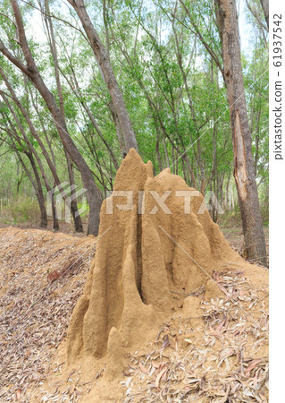 India_A view with an anthill India_A view with an anthill 61937542