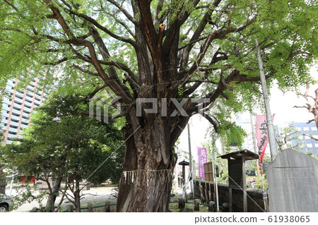 Ota Ward Iwai Shrine Omiki Ota Ward Iwai Shrine Omiki 61938065