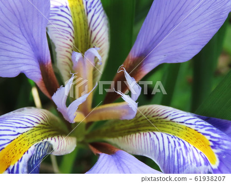 Kanzaki Iris Iris unguicularis 61938207